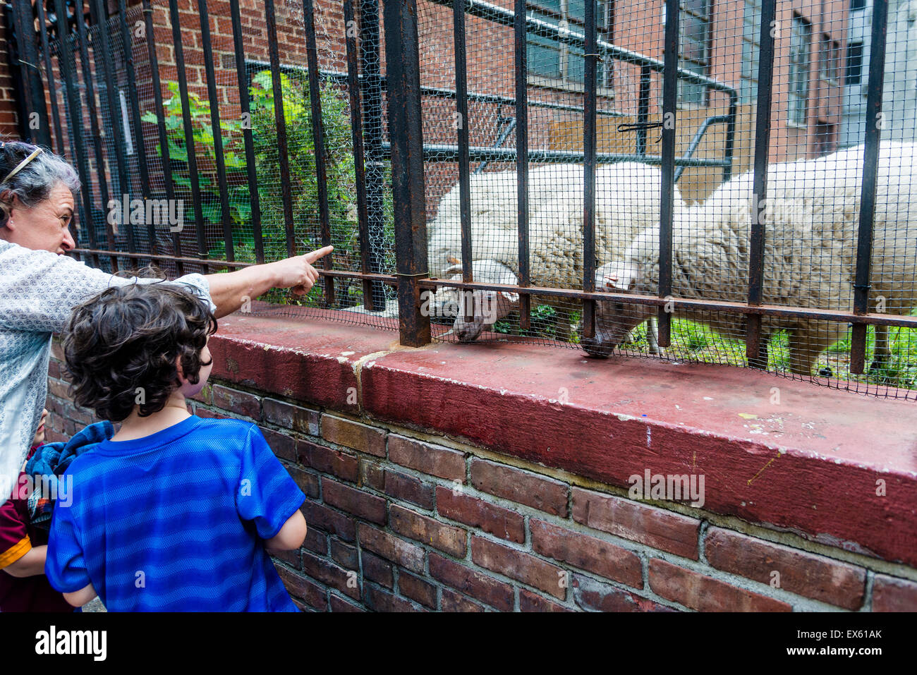 New York, USA. 7. Juli 2015. Passanten genießen die drei Schafe, namens Elizabeth, Mott und Mulberry, wer auf dem Friedhof der alten römisch-katholischen Basilika von St. Patrick's Kathedrale in Nolita grasen. Die Lämmer erfüllen eine pastorale Vision vom Mgr. Donald Sakano, Pastor der Kirche, als St. Patricks bereitet anlässlich des 200-jährigen Jubiläums. Die Schafe werden auf Sicht durch Kredit-Samstag: Stacy Walsh Rosenstock/Alamy Live News Stockfoto