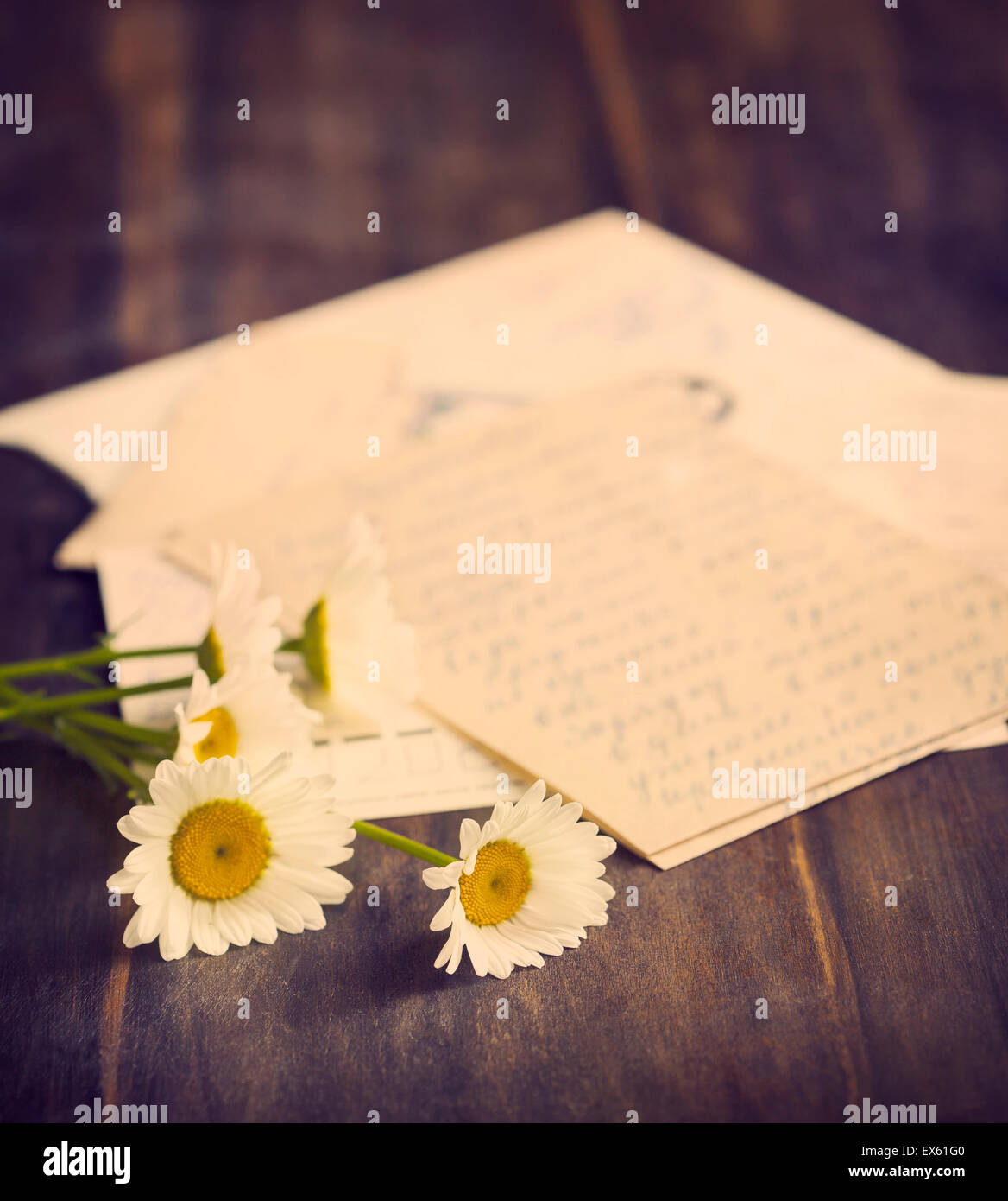 Frische Kamille und alte Briefe. Getönten Bild Stockfoto