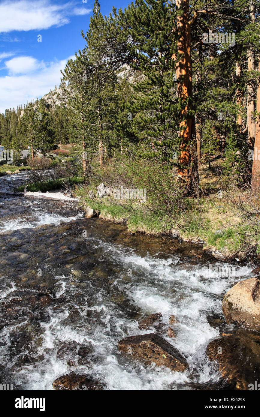 Rock Creek im Rock Creek Canyon in der östlichen Sierra in Nordkalifornien Stockfoto