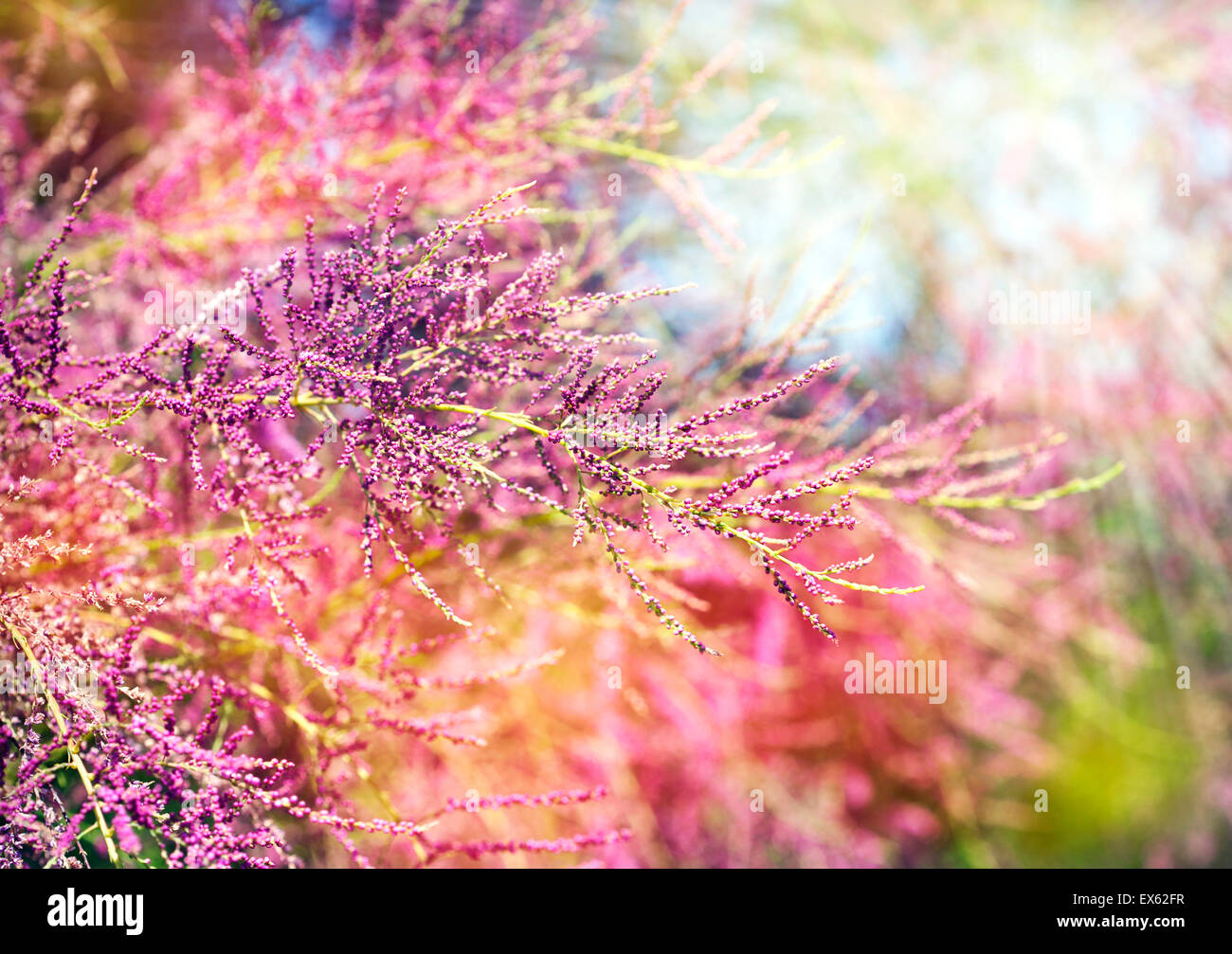 Schönen Sommer rosa Blüten. Sommer-Natur-Hintergrund Stockfoto