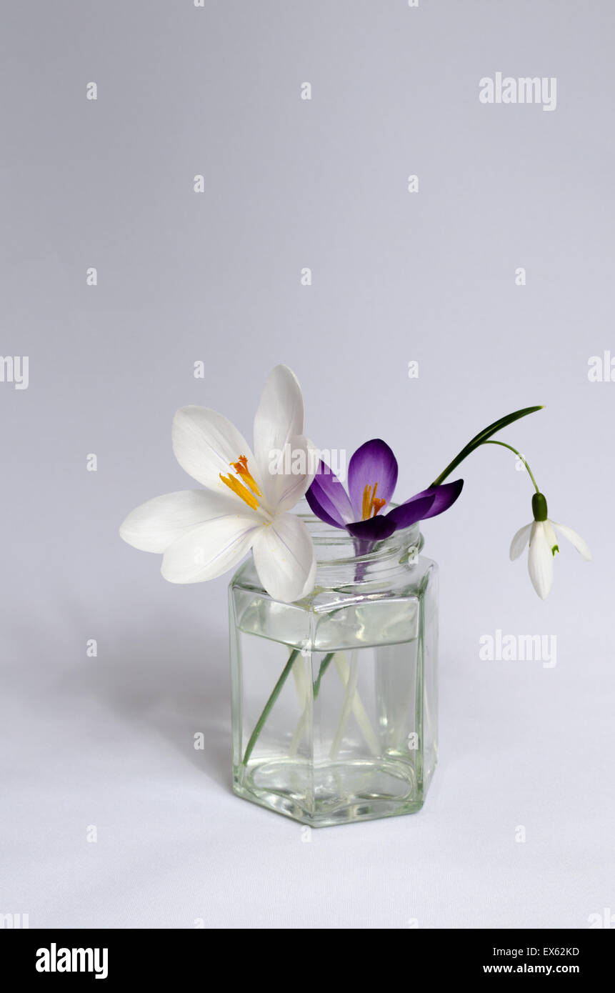 Stillleben mit Blumen Frühling in einem Glas Stockfoto