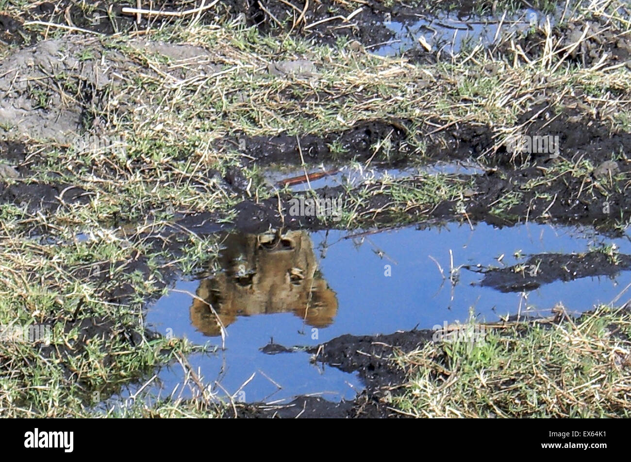 Reflex ein Löwenjunges auf ein Wasserloch Stockfoto