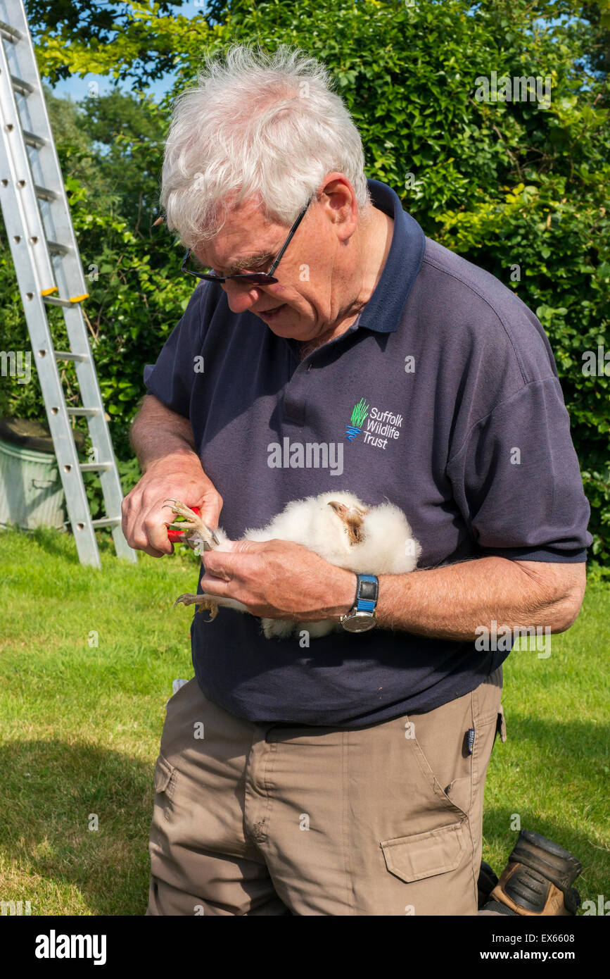 Schleiereule (Tyto Alba) Nestling beringt, während des Trainings durchgeführt von Suffolk Wildlife Trust Stockfoto