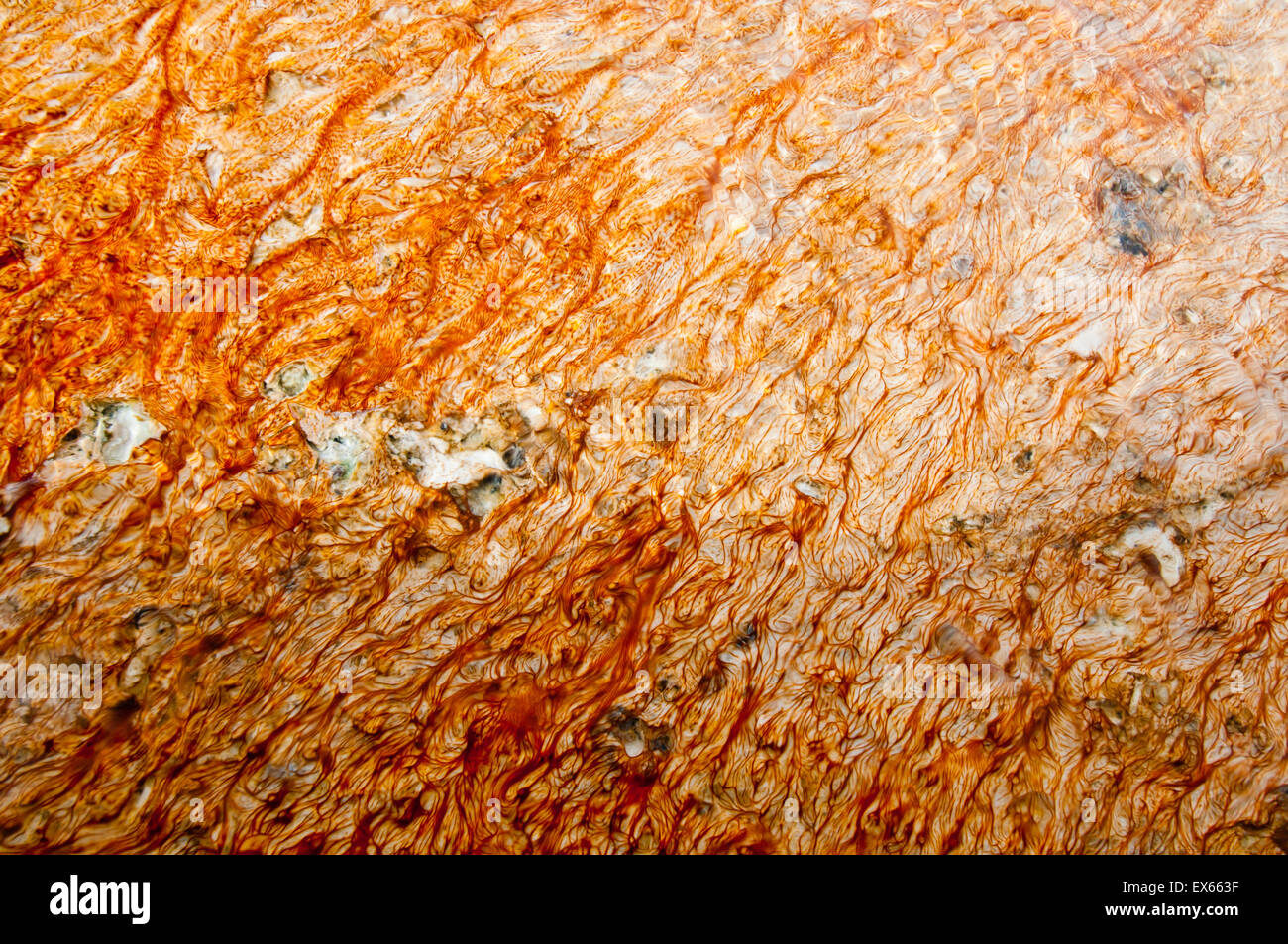 Bakterien Matte (thermophile Mikroorganismen), in heißen Quellen in Upper Geyser Basin im Yellowstone Nationalpark, WY Stockfoto