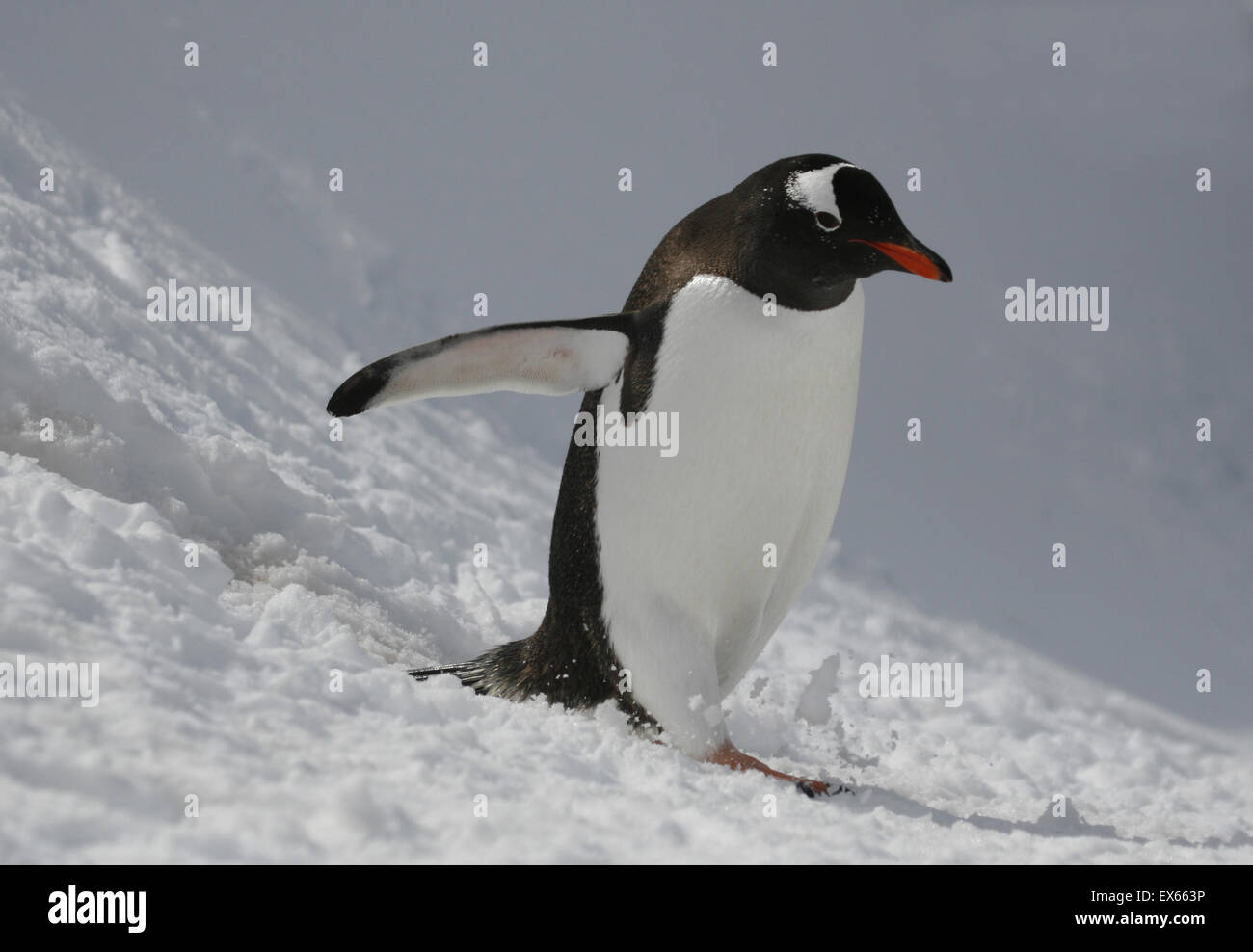 Gentoo Penguin auf Schnee Petermann Island Antarktis Stockfoto