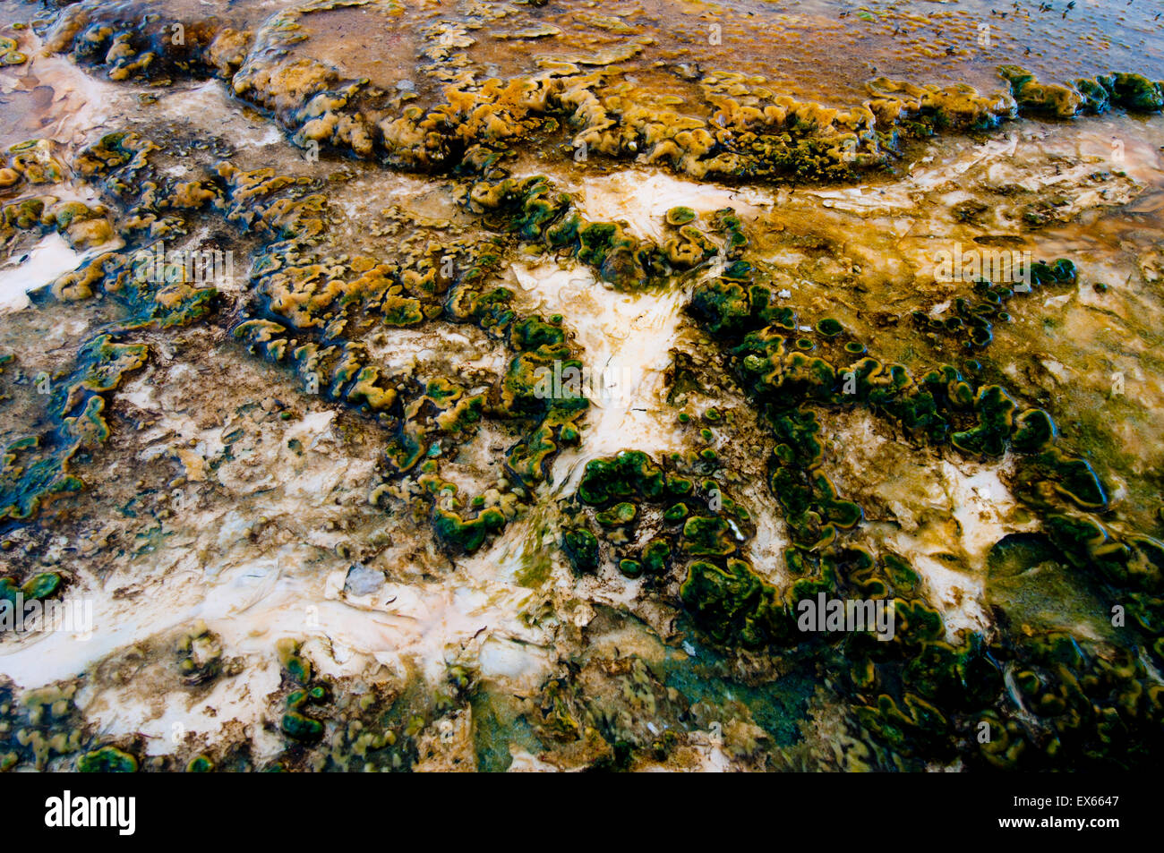 Algen und thermophilen Mikroorganismen in heißen Quellen in Upper Geyser Basin im Yellowstone Nationalpark, WY Stockfoto