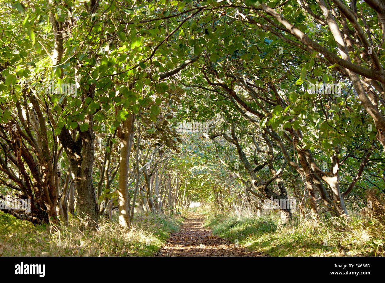 Europa, Niederlande, Zeeland, Waldweg an der Natur reservieren de Manteling  in der Nähe von Domburg auf der Halbinsel Walcheren Stockfotografie - Alamy