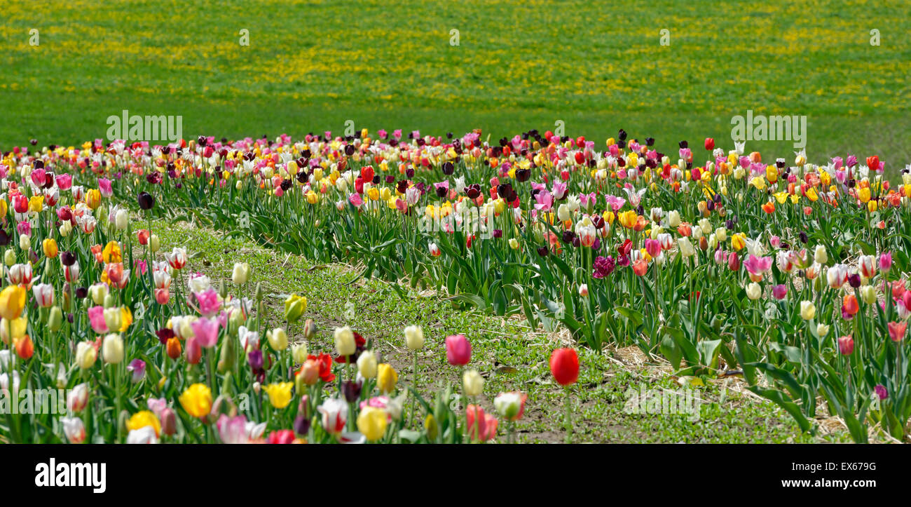 Tulpenfeld, Schnitt-your-own, Upper Bavaria, Bavaria, Germany Stockfoto