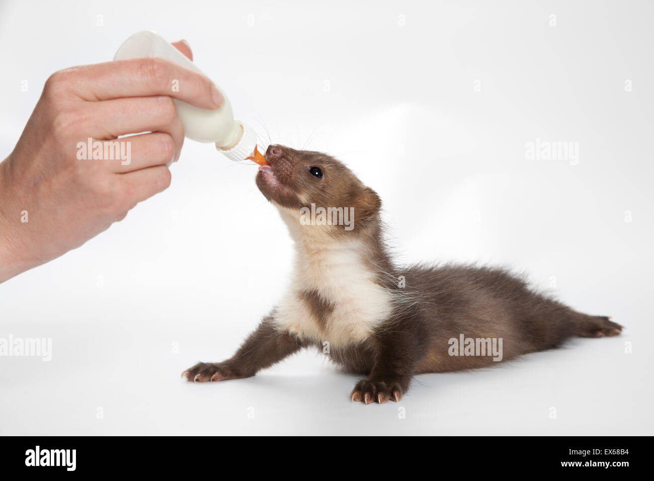 Junge Steinmarder (Martes Foina) trinken Milch aus der Flasche Stockfoto