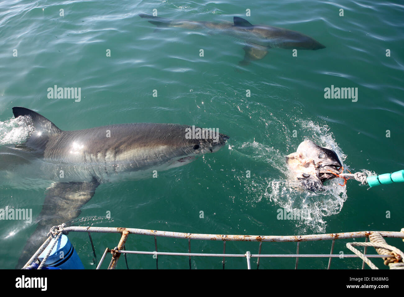 Great White Shark Cage diving in Mossel Bay, Südafrika Stockfoto