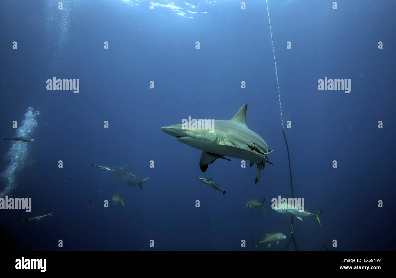 Ozeanische Schwarzspitzen Haie und andere Fische unter Wasser auf Köder Scuba tauchen in Aliwal Shoal, Durban Stockfoto