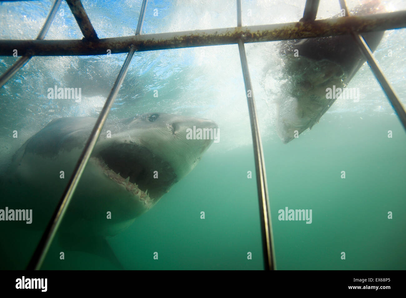 Unterwasser-Blick von Great White Shark während Cage Tauchreise in Mossel Bay, Südafrika Stockfoto