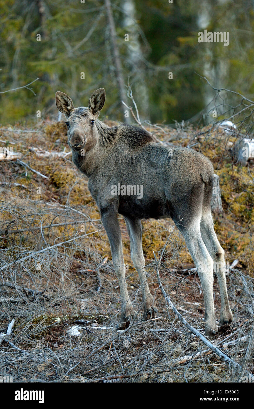 Junge Elche (Alces Alces) stehen im offenen Wald, Hedmark, Norwegen Stockfoto