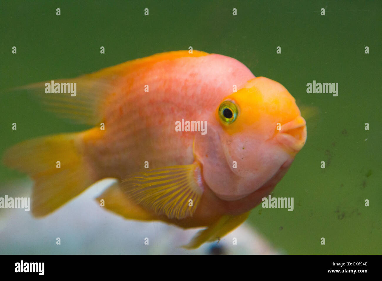 Orange fische -Fotos und -Bildmaterial in hoher Auflösung – Alamy
