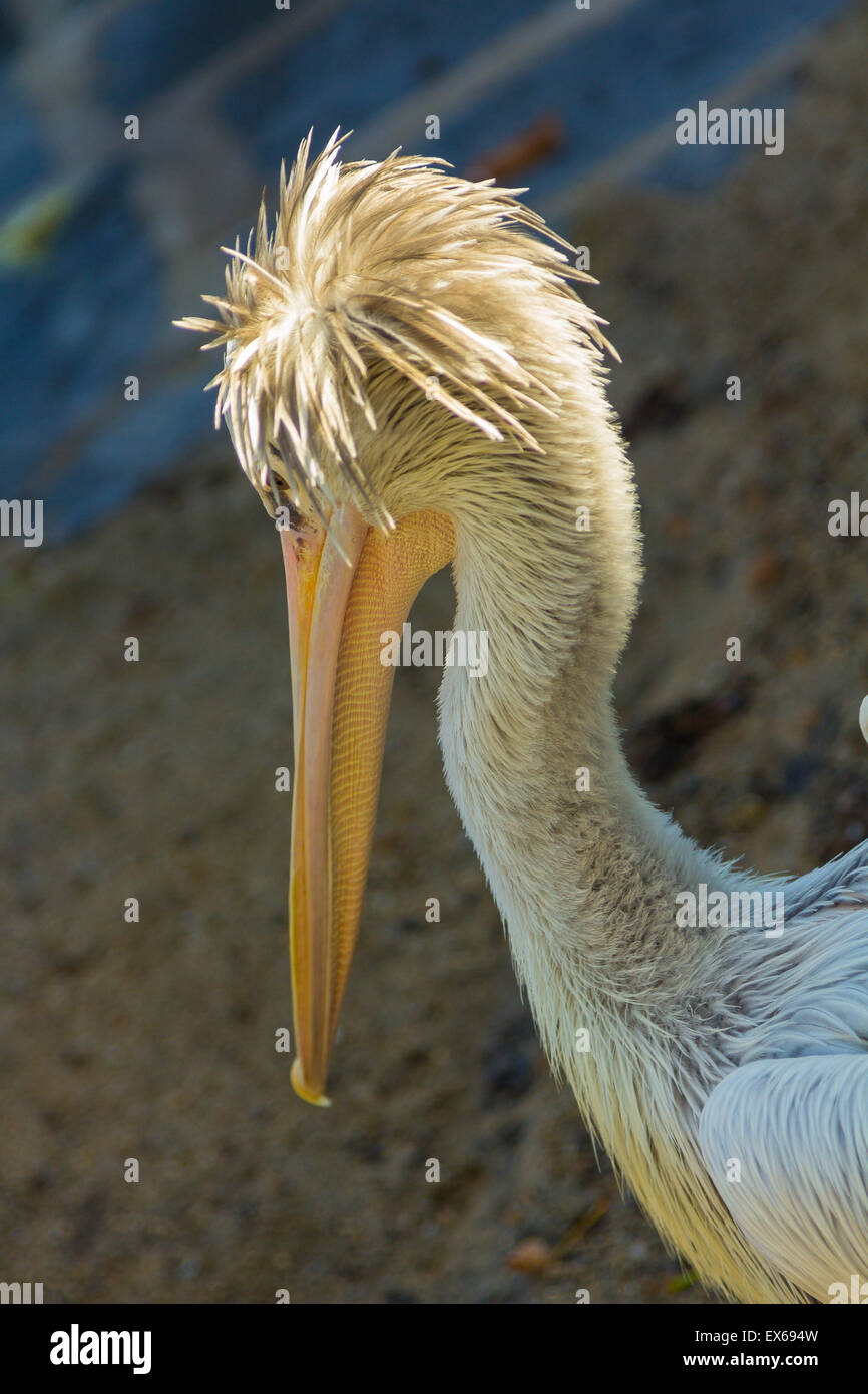 Grau-Pelikan (Pelecanus saniert) Stockfoto