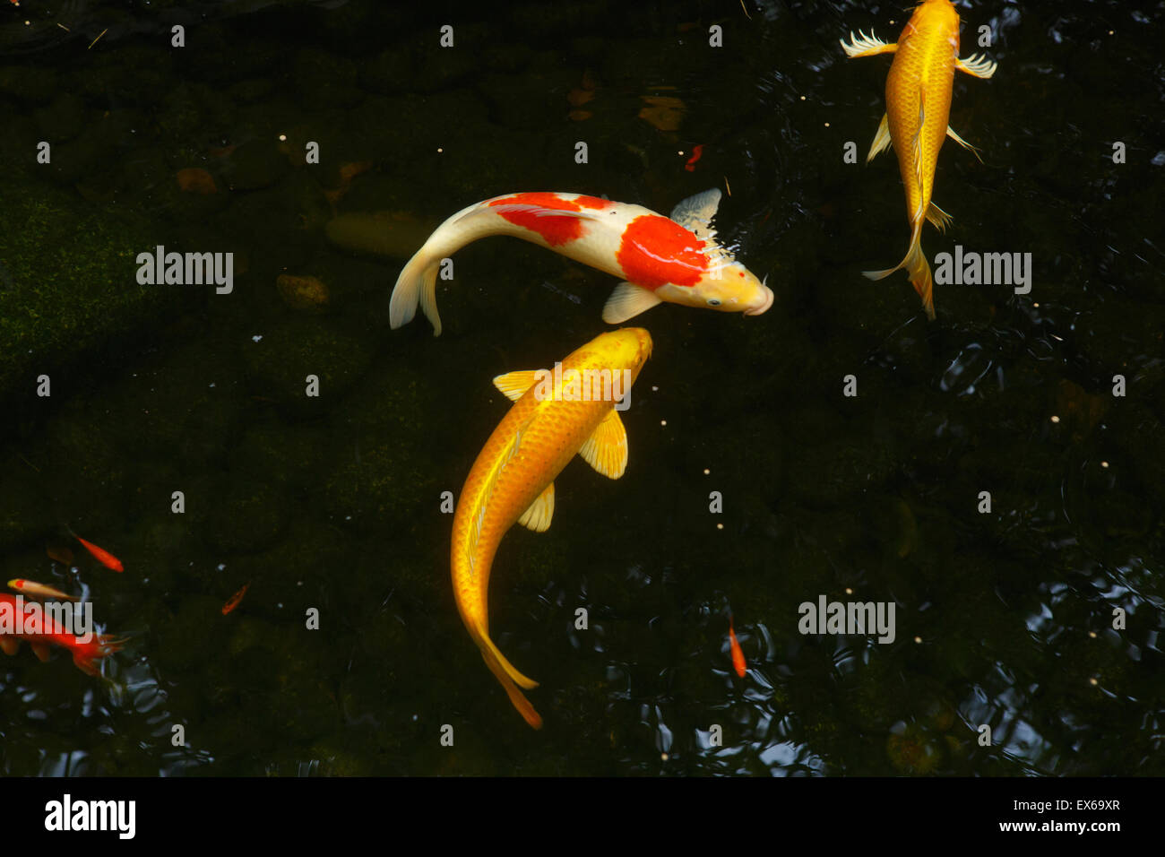 Nahaufnahme von Koi Karpfen schwimmen im Teich Stockfoto