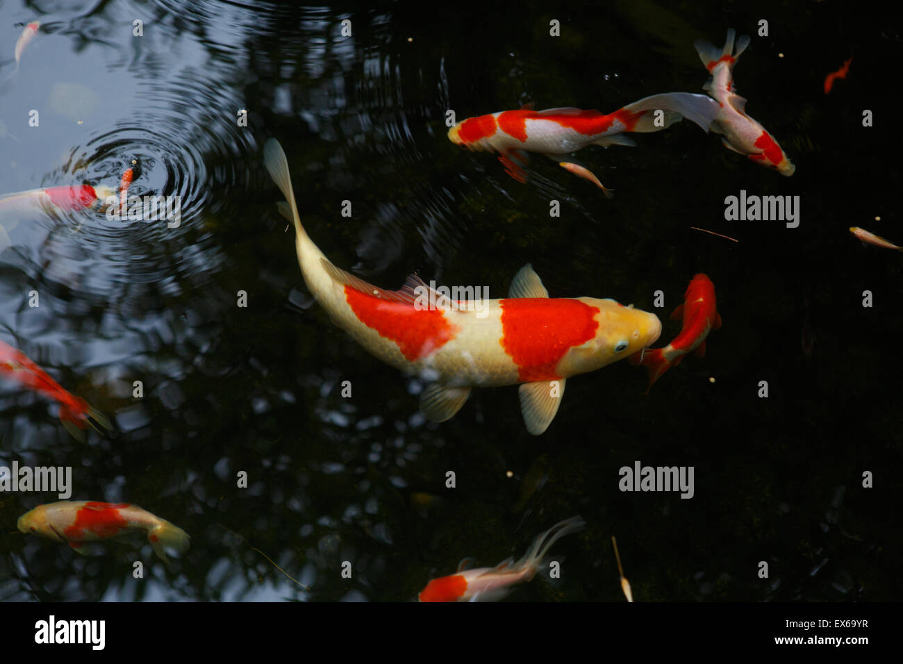 Koi karpfen Fotos und Bildmaterial in hoher Auflösung Alamy