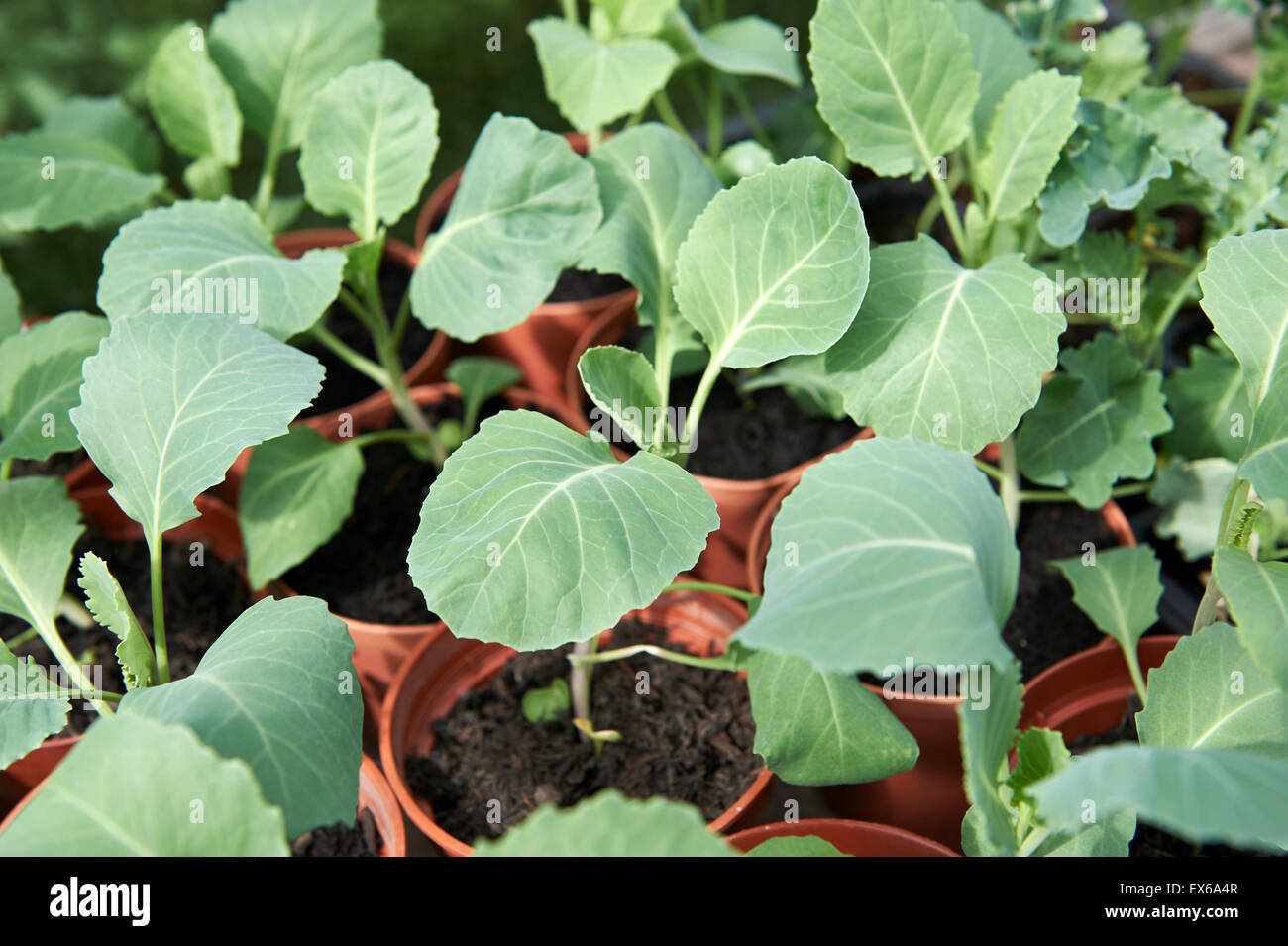 Kohl Pflanzen in Töpfen in einem Gewächshaus. Stockfoto