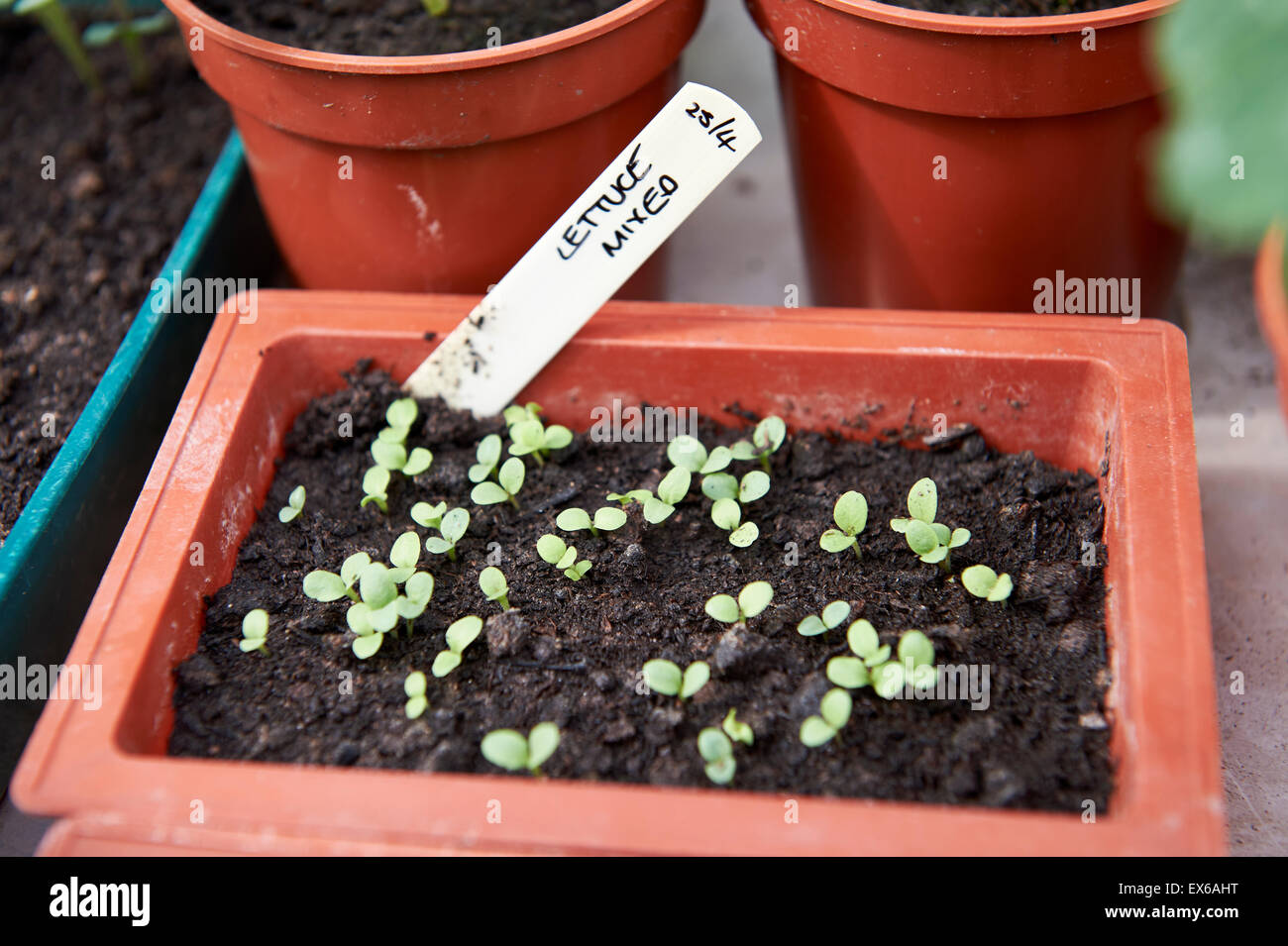 Gemischter Salat-Sämlinge wachsen in einem Mini-Tablett von Kompost in einem Gewächshaus. Stockfoto