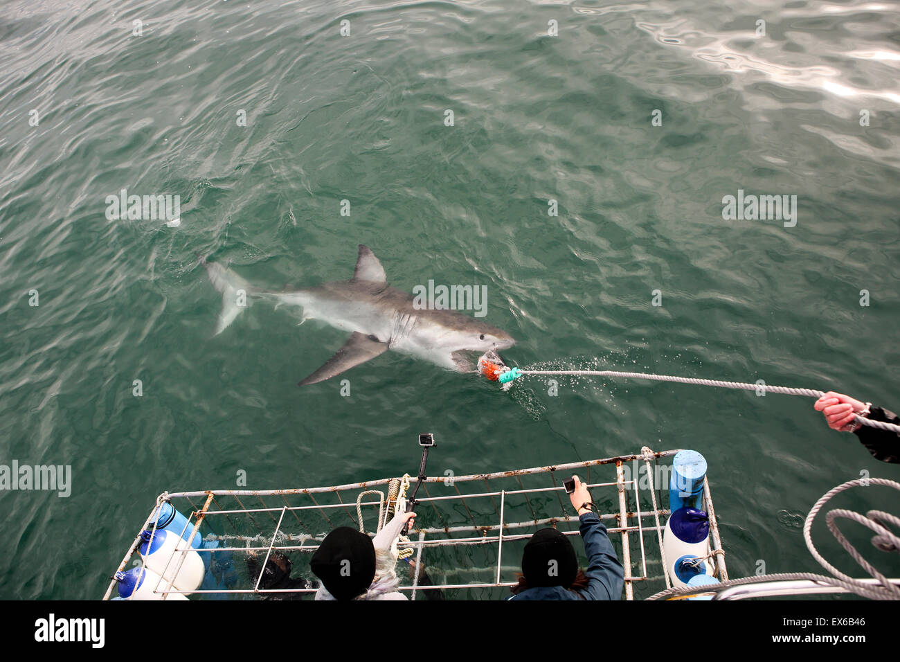 Great White Shark Cage diving in Mossel Bay, Südafrika Stockfoto