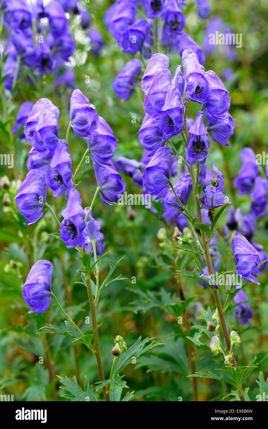 Aconitum Carmichaelii Arendsii lila Blumen Blüte Herbst Eisenhut Eisenhut RM Floral Stockfoto