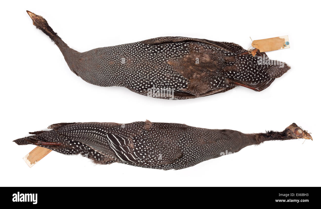 Numida Meleagris, behelmter Perlhühner, Weiblich Stockfoto