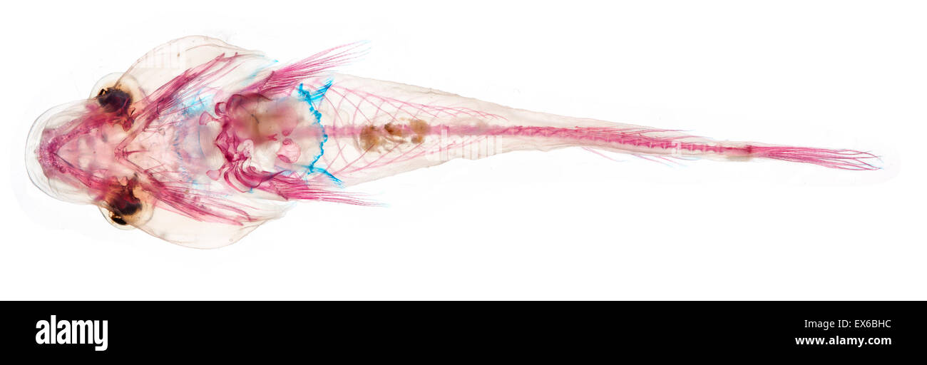Apletodon Dentatus, unter der Leitung von kleinen Clingfish Stockfoto