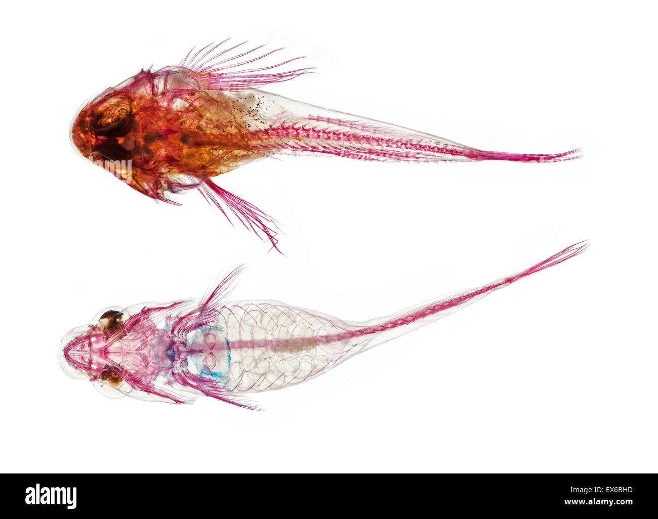Obermaterial: Juvenile Taurulus beispielsweise, langes-spined Meer Scorpion senken: schwanger Diplecogaster Bimaculata, zwei-spotted Clingfish Stockfoto