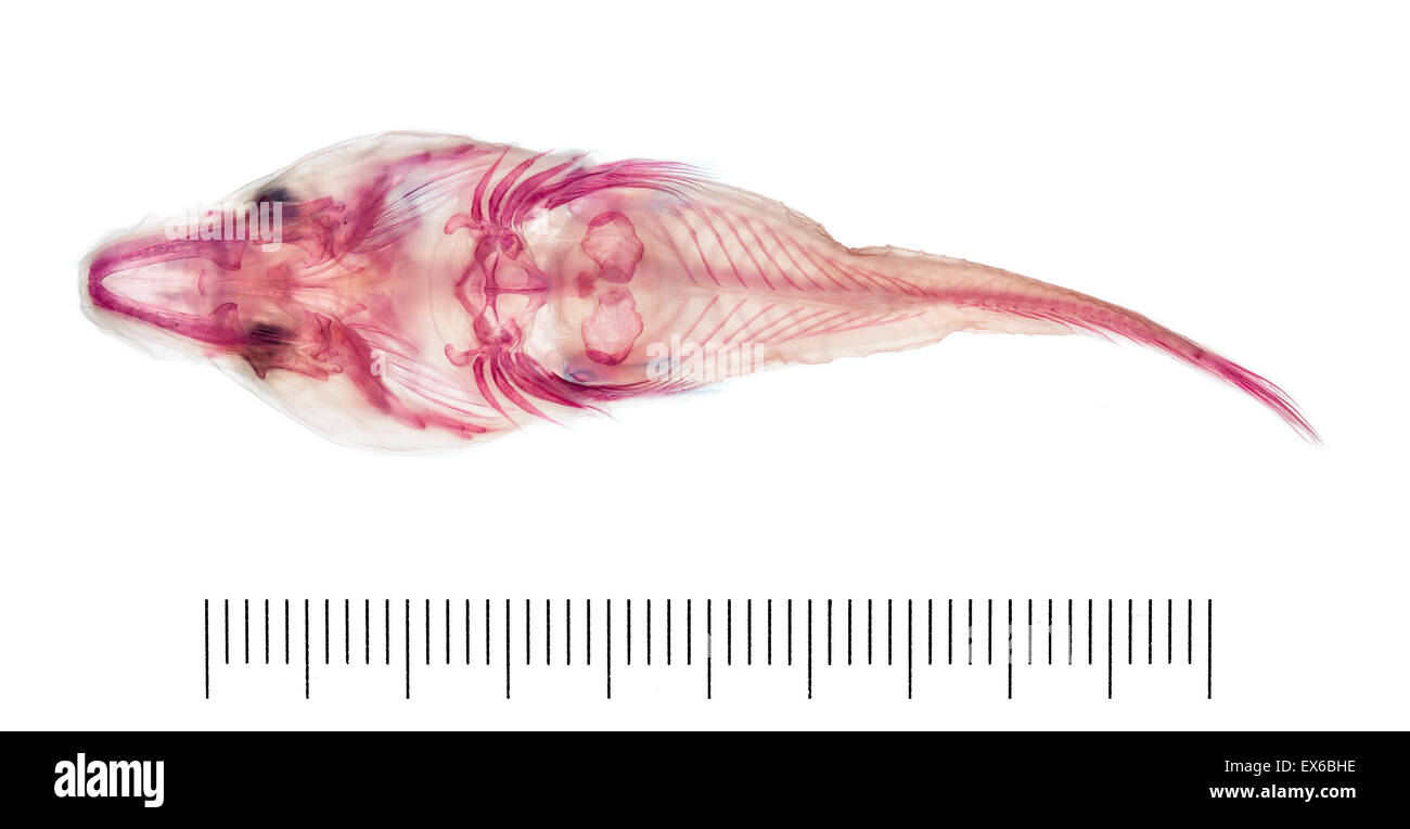 Lepadogaster Lepadogaster, Clingfish/Cornish Sucker Stockfoto