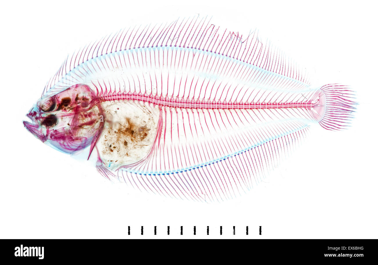Juvenile Pleuronectid Plattfisch Stockfoto