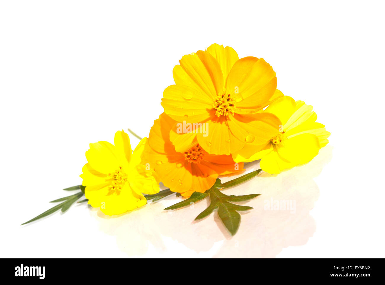 Schöne Blume, schöne Natur, die isoliert auf weißem Hintergrund Stockfoto