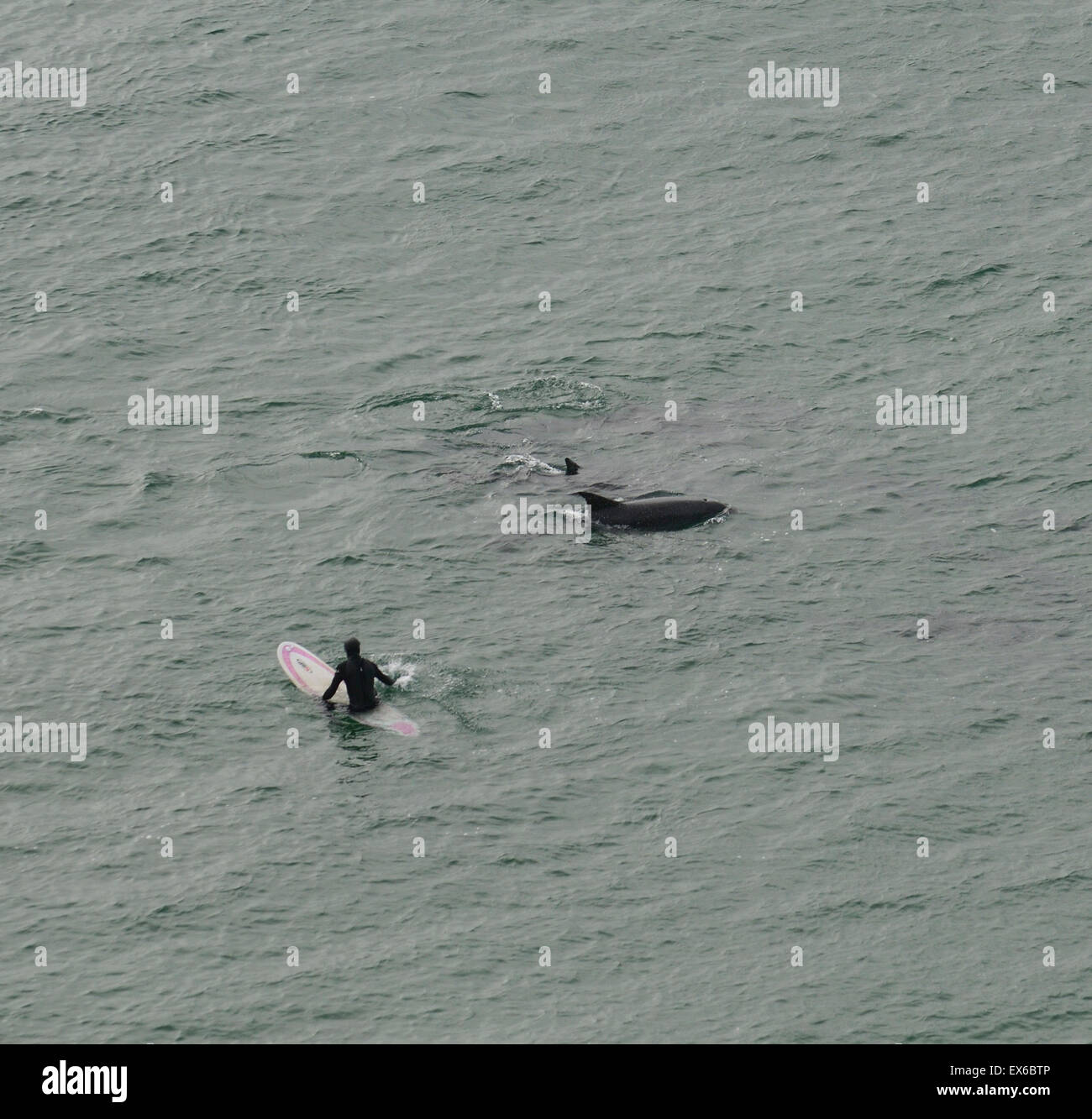 Surfer Surfen Delphin Delphine Wilde Atlantik Weg Ozean Wildtiere RM Irland Stockfoto