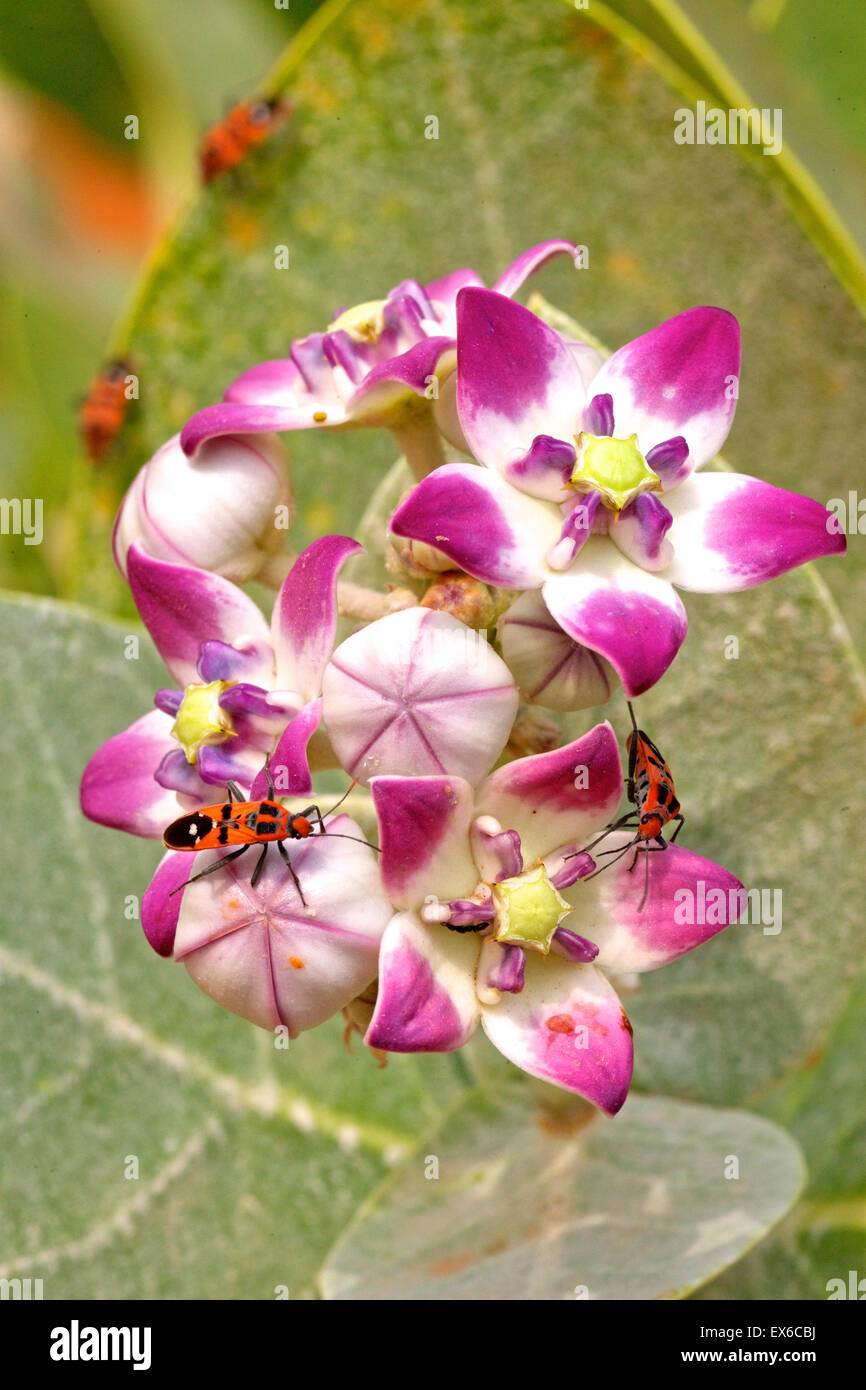 Harlekin-Bugs (Lygaeus Equestris) auf Sodom Apfel Wolfsmilch (Calotropis Procera) Blüten, im Wadi Sumayni, Oman. Stockfoto