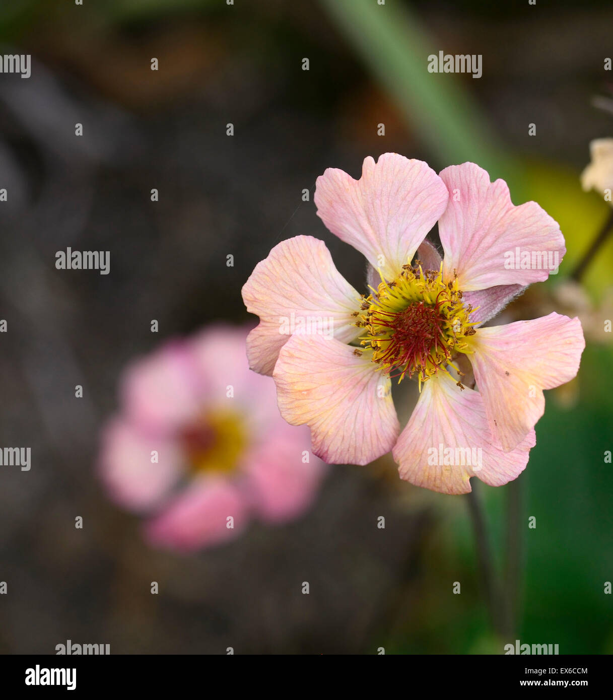 Geum Urbanum Mai Tai Avens Orange Pfirsichblumen Blume Blüte mehrjährige RM Floral Stockfoto