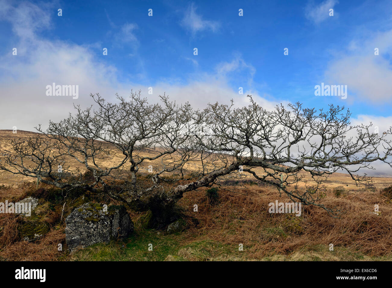 Glenveagh Nationalpark Donegal Irland Frühling Eberesche Baum blattlos RM Floral Stockfoto