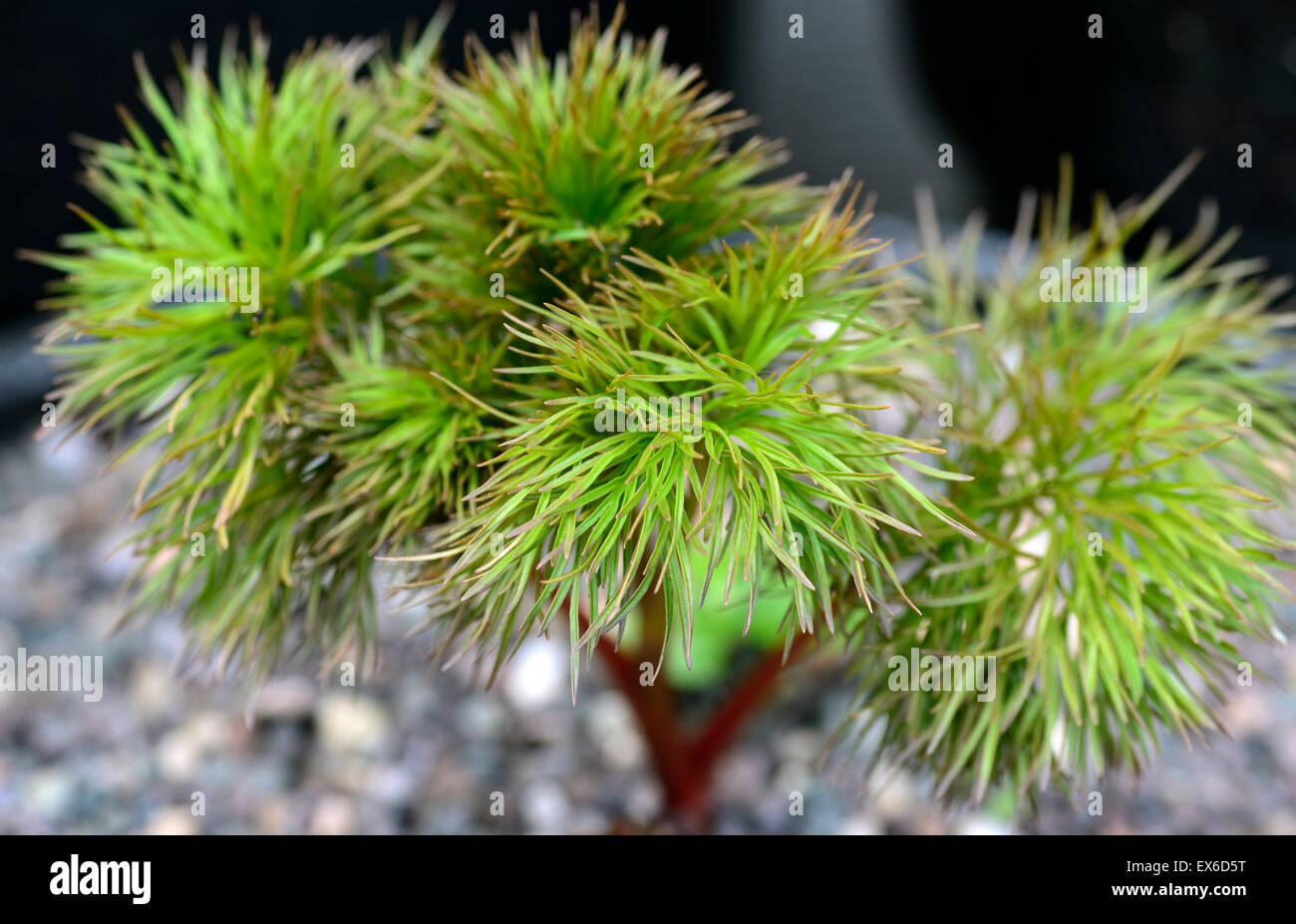 Paeonia Tenuifolia Laub Blätter fein gezahnte schneiden atypische Pfingstrosen Peonys RM Floral Stockfoto
