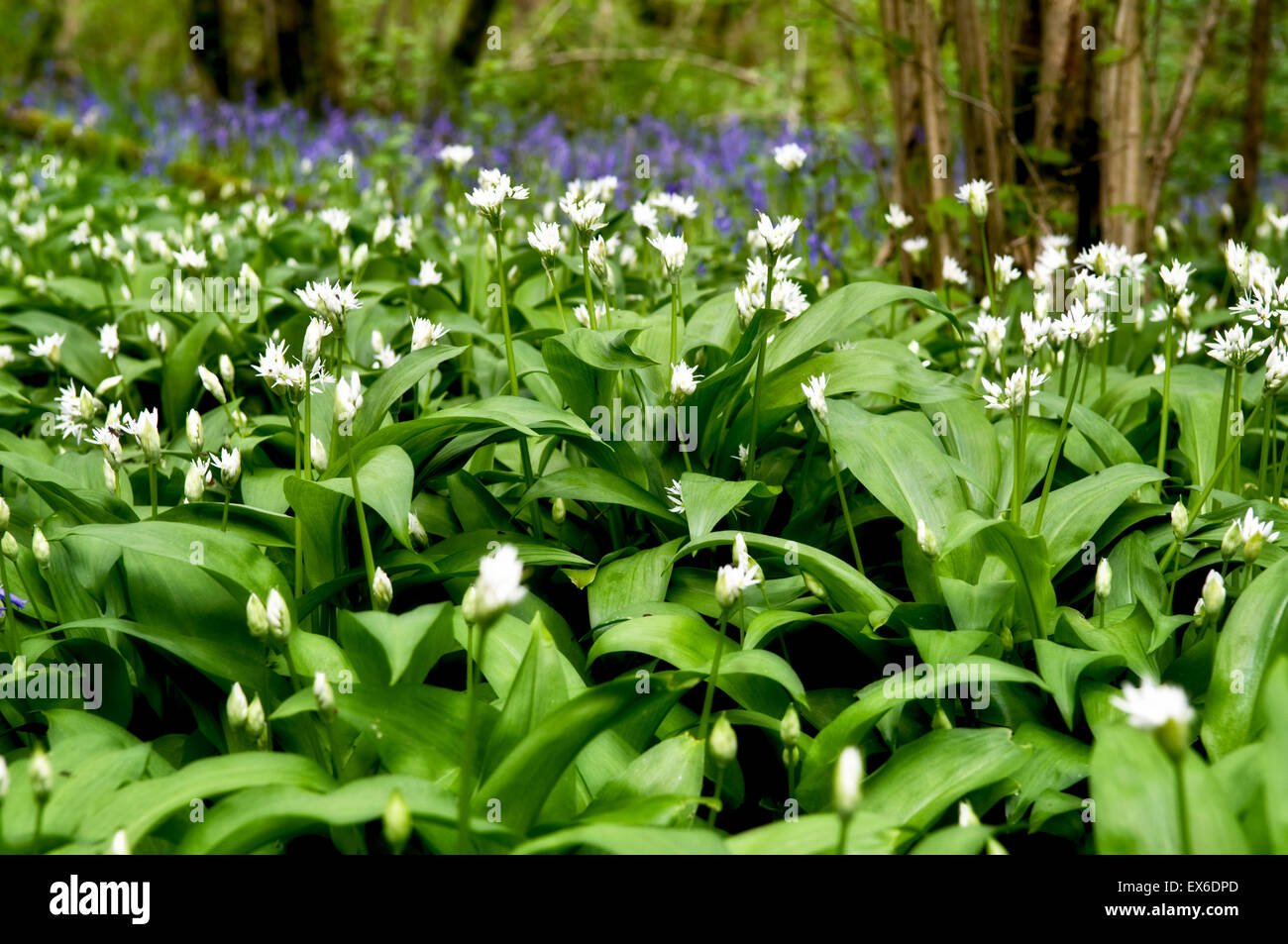 Bärlauch-Wald in Somerset, auch genannt, Alliums, Allium Ursinum, Originalersatzteile, Stoffen mit Glockenblumen im Hintergrund Stockfoto