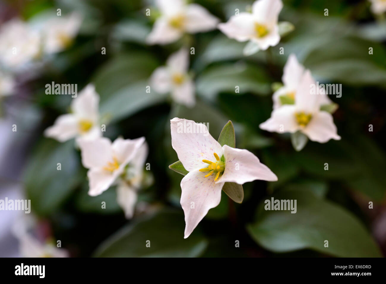 Trillium Nivale Schatten Wakerobin schattiert schattigen Wald Holzboden Blume Blumen Frühling Schnee Zwerg Trillium weiße RM Floral Stockfoto