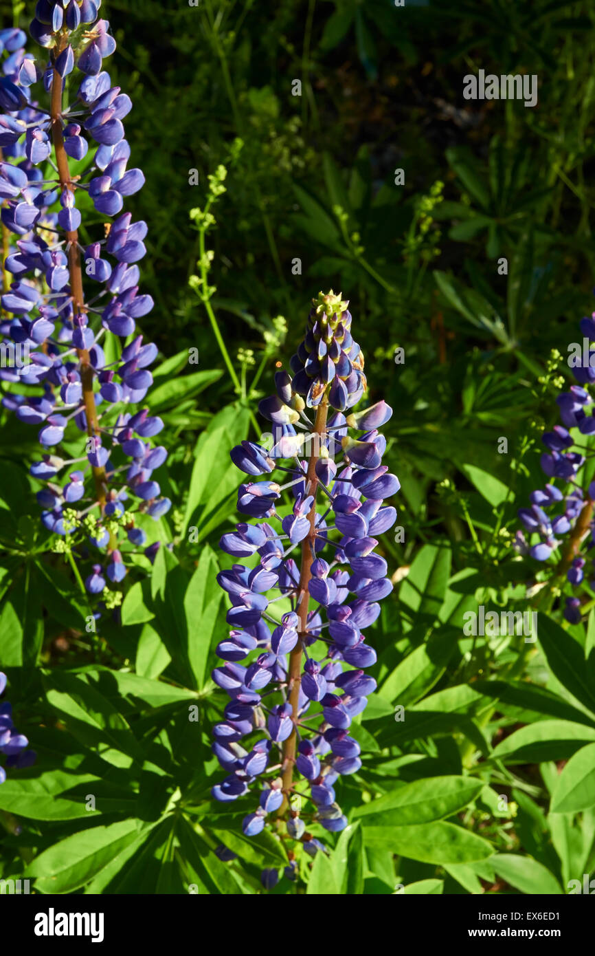 Lupinus Polyphyllus Stockfoto