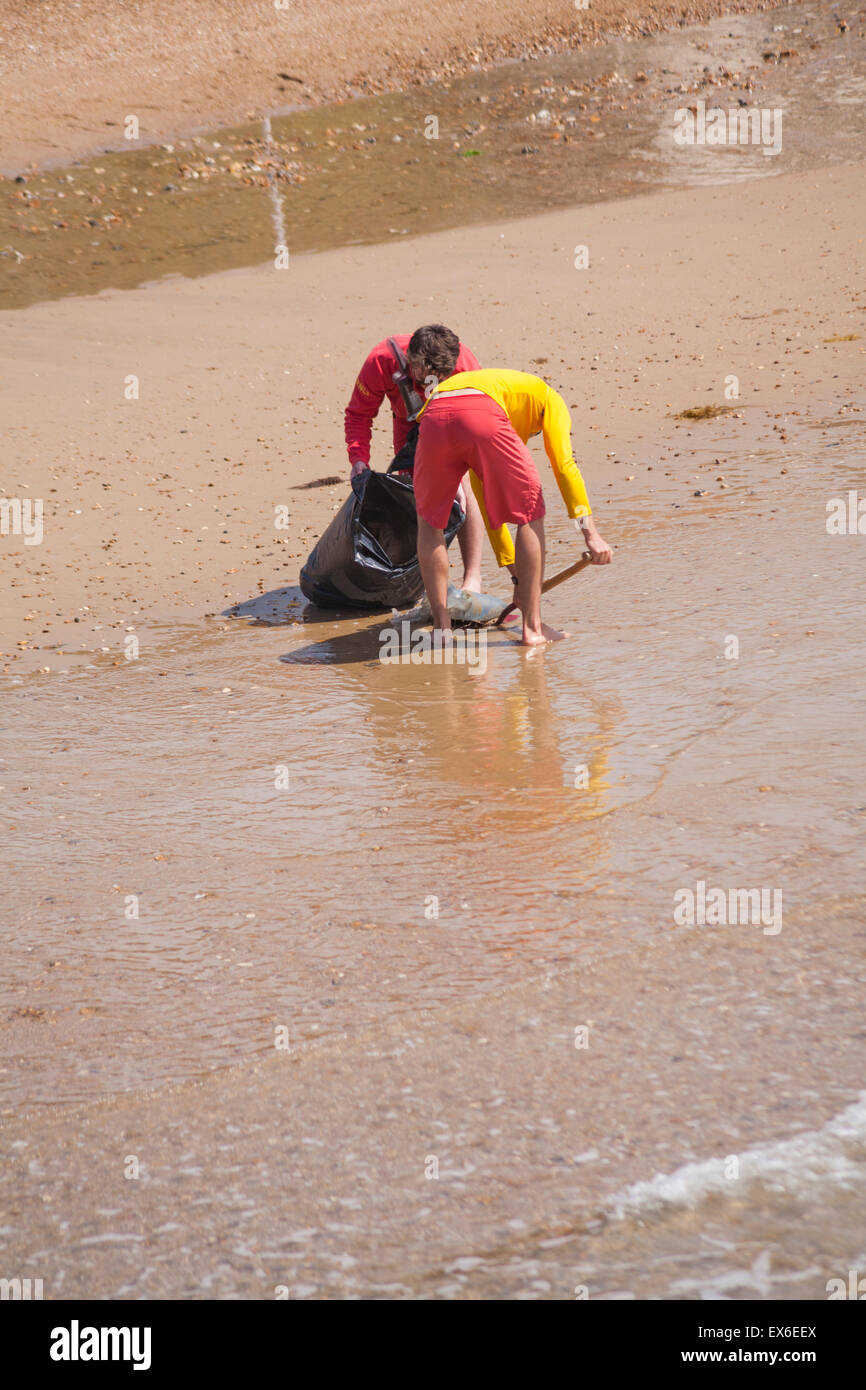 RNLI Lifeguards Aufräumen tot barrel Quallen gewaschen an Land am Strand von Bournemouth, Dorset UK im Juni. Barrel Quallen. Stockfoto