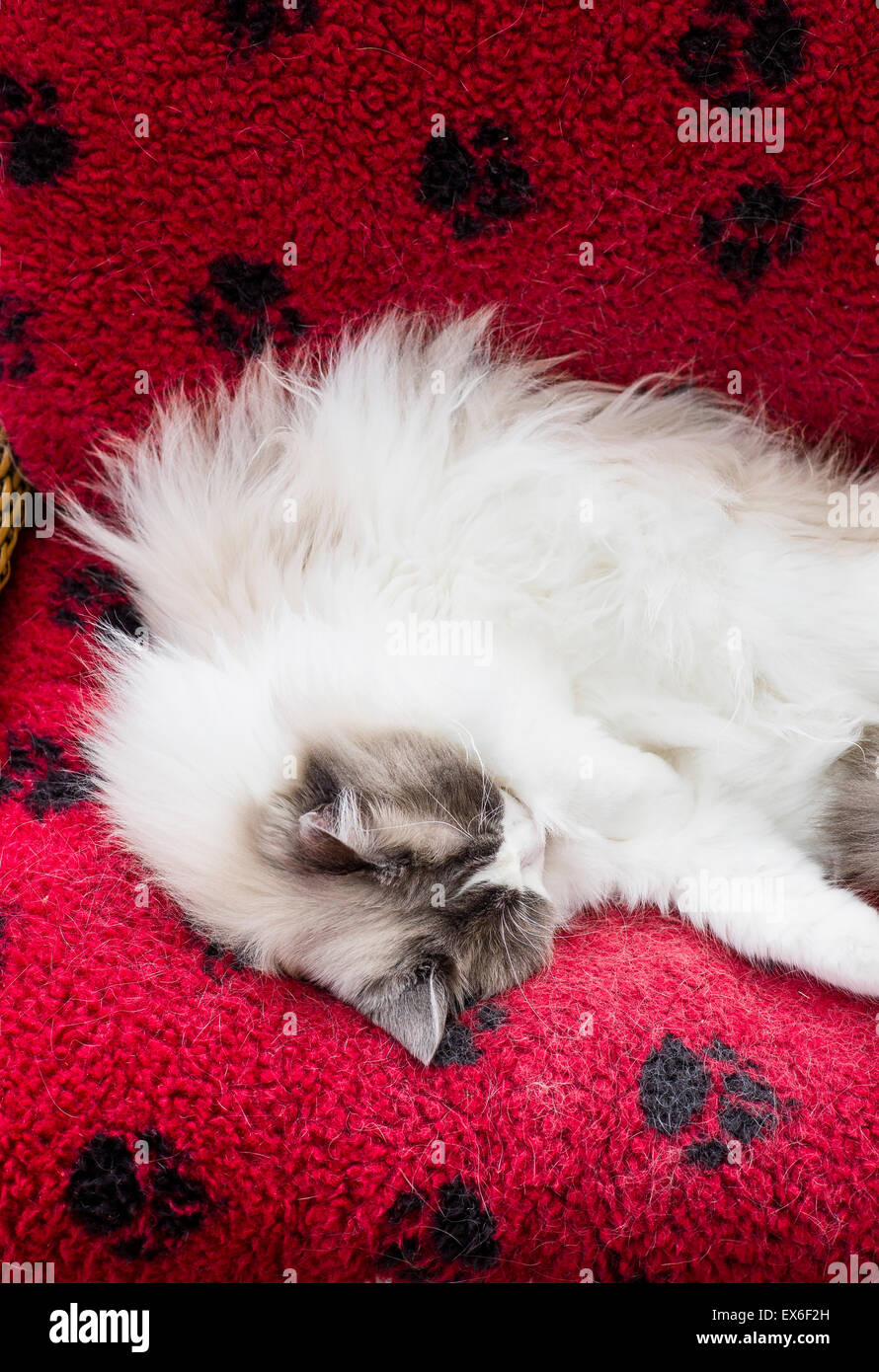 Ragdoll Katze in einem Luxus rot Bett schlafen Stockfoto
