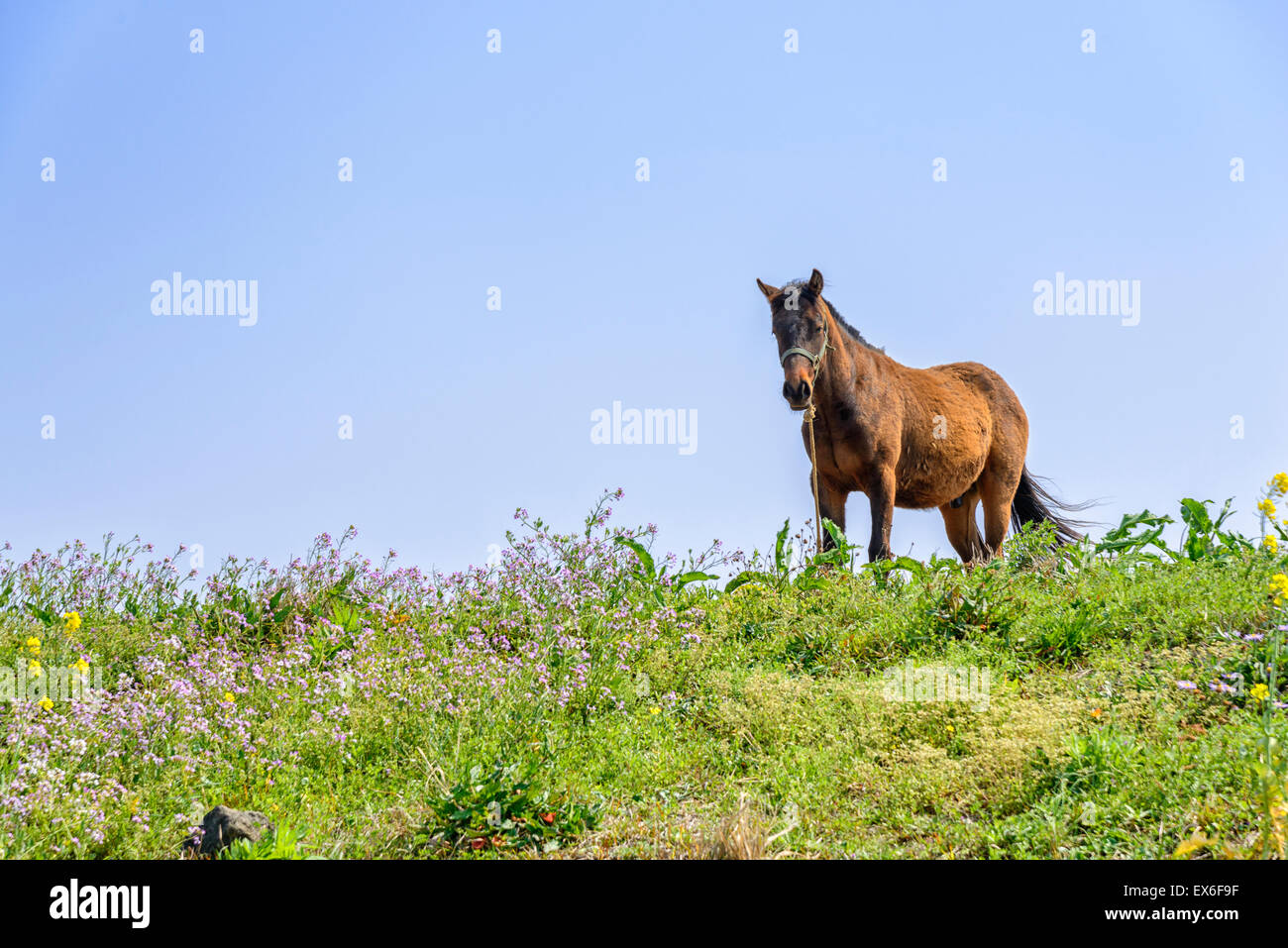 gesunde braune Pferd allein stehend auf einem grünen Hügel in Insel Jeju, Korea. Stockfoto