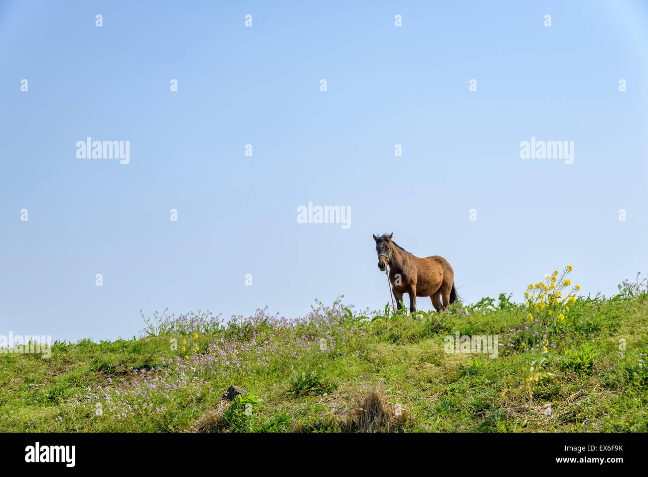 gesunde braune Pferd allein stehend auf einem grünen Hügel in Insel Jeju, Korea. Stockfoto