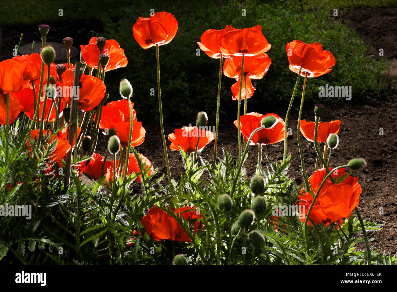 Mohn Mohnblumen im Gegenlicht, Hintergrund rot schwarz, Raum für das Textlayout, fühle mich gut, Wellness dunkel, schlicht, Garten, Nacht, nocturn Stockfoto