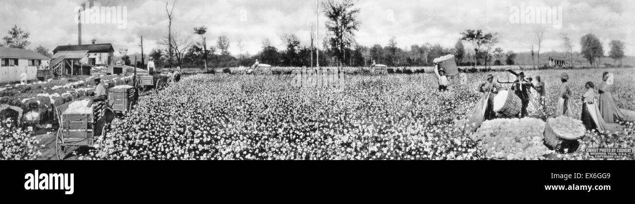 African American Baumwollpflücker am Arbeitsplatz 1915 Stockfoto