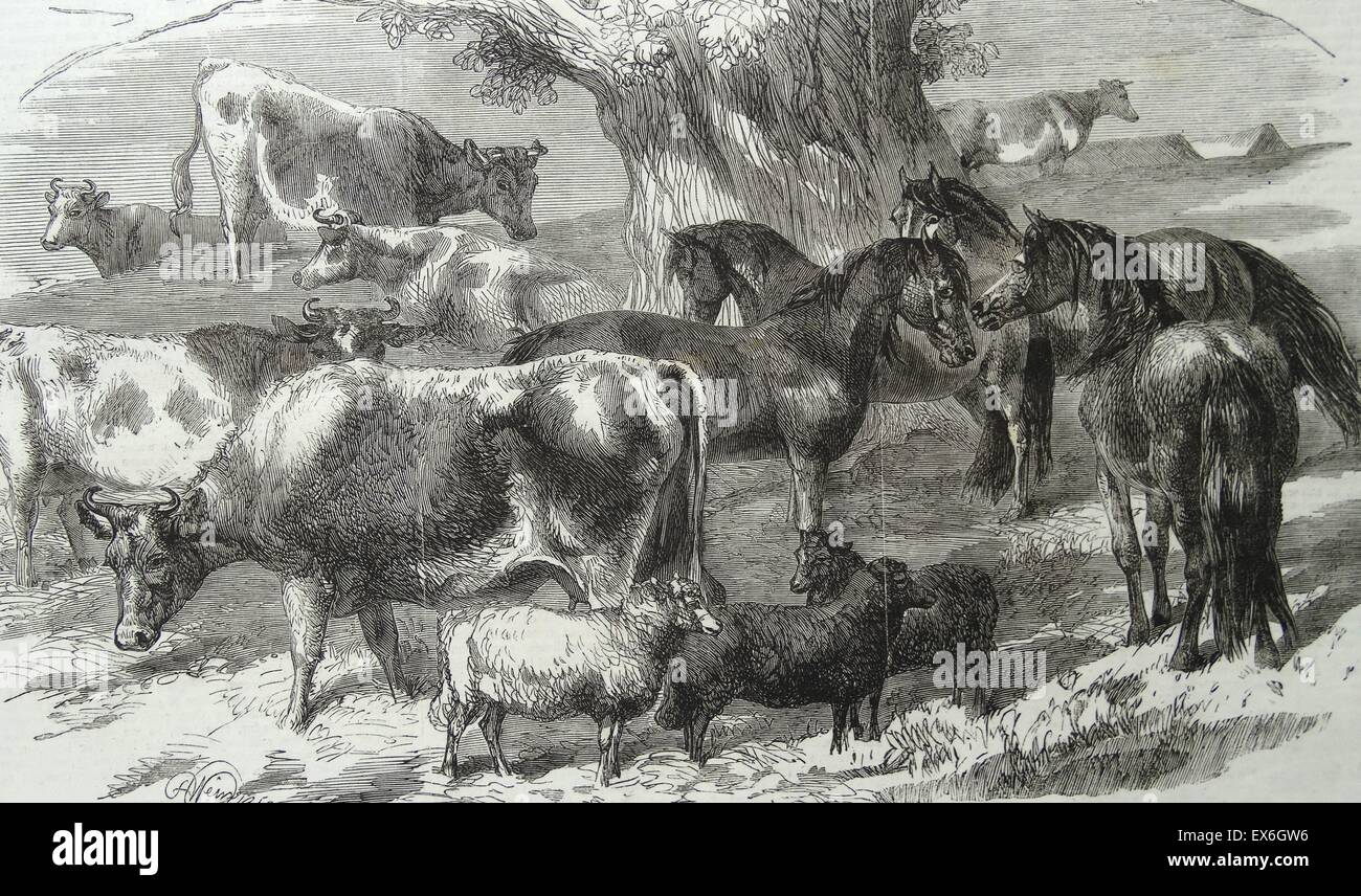 Gravur Darstellung der afrikanische Zwerg-Ponys und Bretonne Kühe und Schafe Ausstellung im Crystal Palace. Vom 1860 Stockfoto