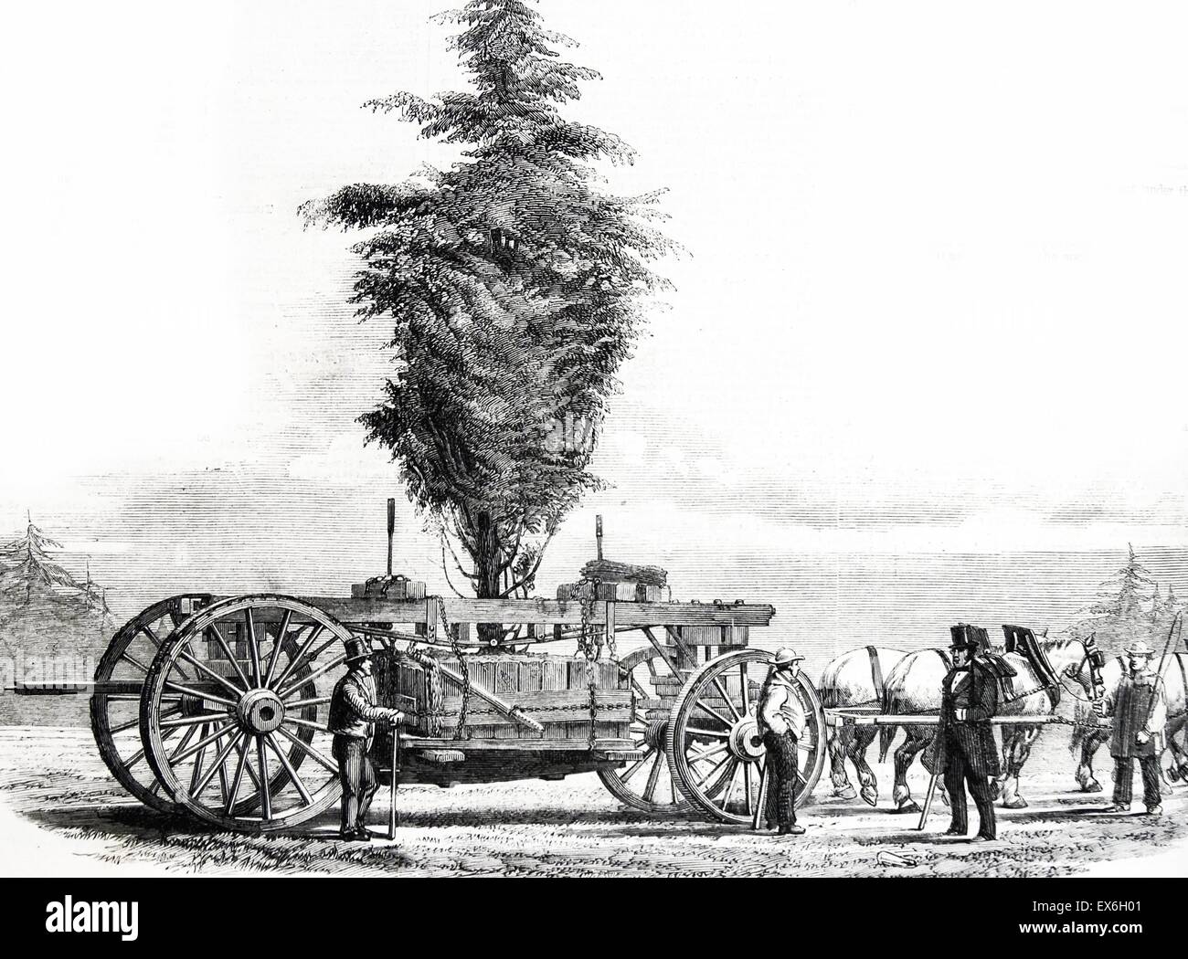 Gravur mit der Entfernung eines großen Baumes von Chiswick zu den neuen Gärten der Horticultural Society in South Kensington. Vom 1860 Stockfoto