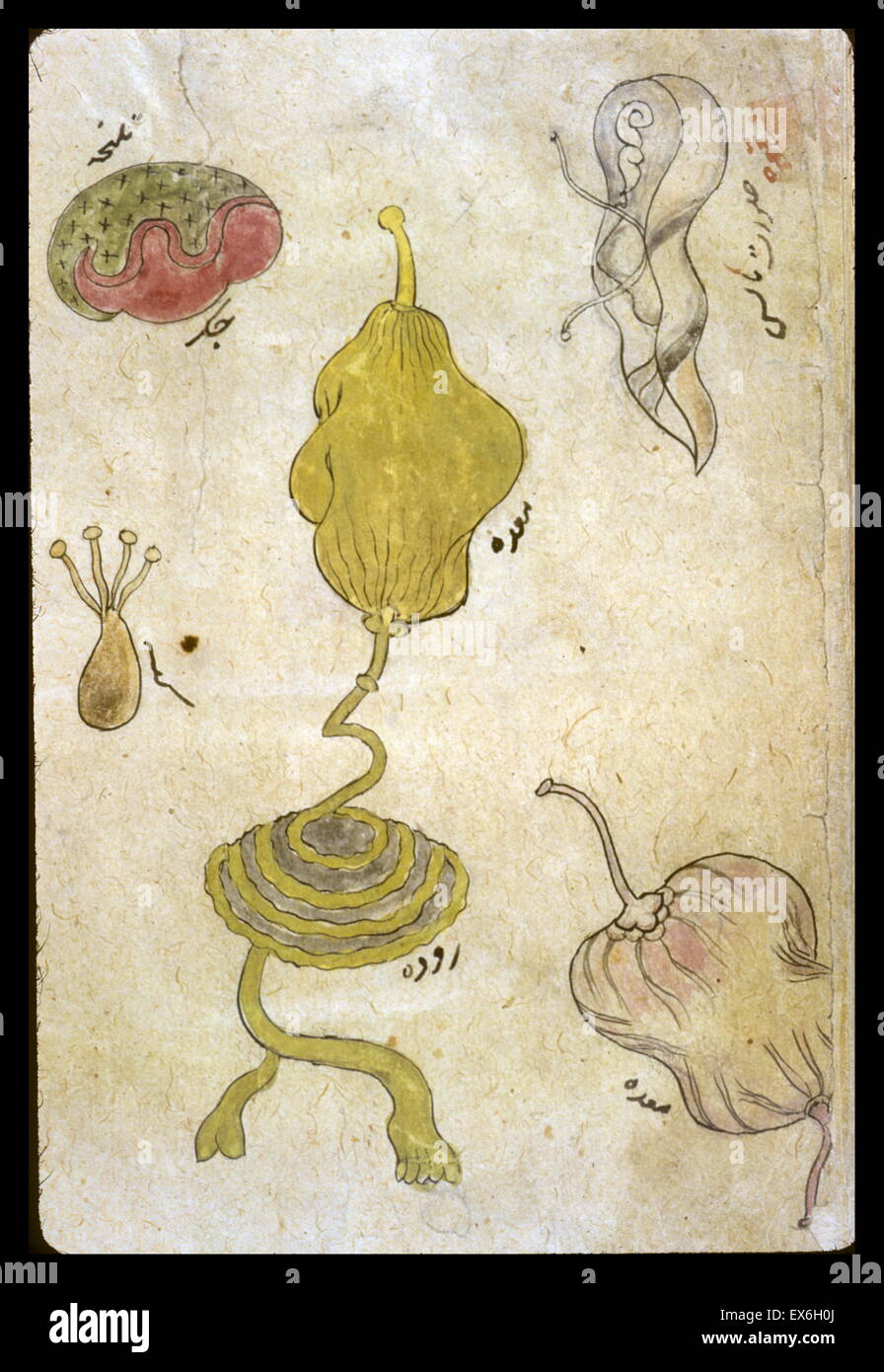 Zeichnungen der einzelnen Organe in Tinten und deckenden Wasserfarben. Dargestellt sind [oben links] die Leber mit Gallenblase, [in der Mitte] den Magen mit Darm, [unten links] die Hoden, [unten rechts] ein Detail des Magens, und etwas Uniden Stockfoto