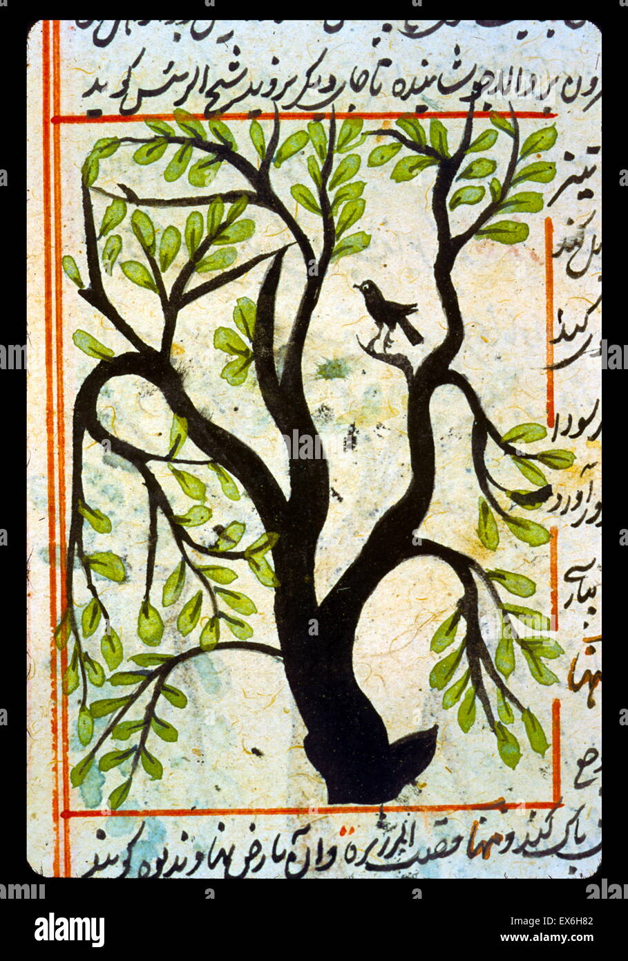 Ein kleiner Vogel sitzt in einem Baum von "Aj?" IB al-Makhl? Q? t wa-Ghar? " IB al-Mawj? d? t (Wunder erschaffen und wundersame Aspekte der Dinge vorhandene) von al-Qazw? n? (d. 1283/682). Die Kopie wurde 1537/944, vermutlich im Westen Indiens. Stockfoto