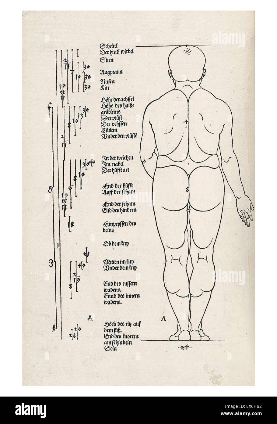 Anatomische Abbildung von 'Vier Bücher von Menschlicher Anteil' "von Albrecht Dürer (1471-1528), Nürnberg, 1528. Seine Sammlung von Zeichnungen wurden verwendet, um die Wissenschaft von der menschlichen anatomischen Proportionen auf Ästhetik anwenden Stockfoto